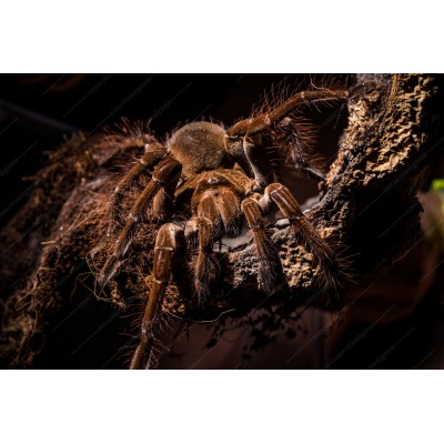 Tarántula Goliat - Theraphosa blondi